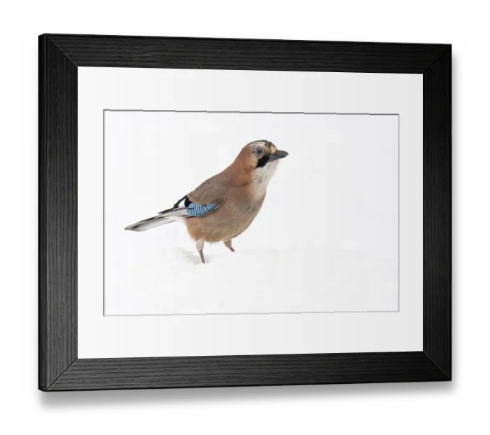 Framed Print : Eurasian jay (garrulus glandarius) in the snow