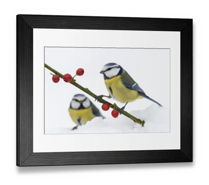 Framed Print : Blue tit (Cyanistes caeruleus) in the snow