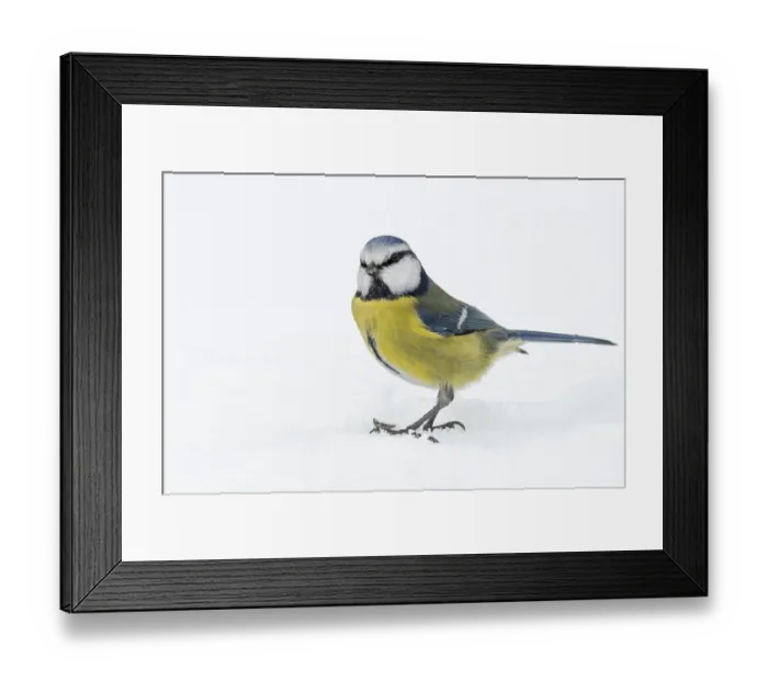 Framed Print : Blue tit (Cyanistes caeruleus) in the snow