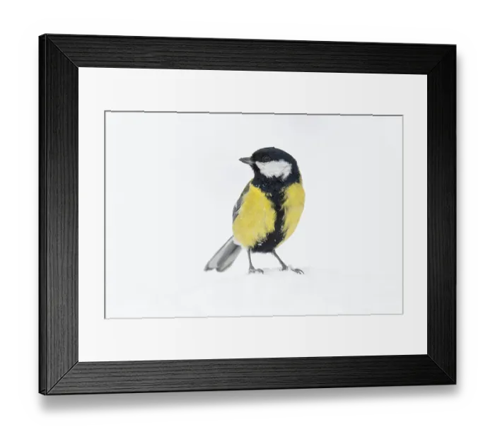 Framed Print : Great tit (Parus major) at the winter feeding site in the snow Framed Print : Great tit (Parus major) at the winter feeding site in the snow