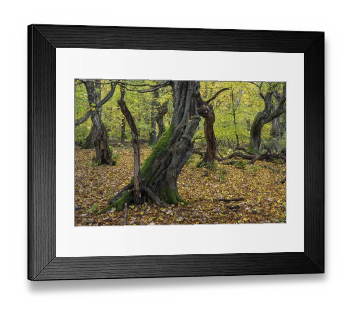 Framed Print : Old, gnarled trees in the Urwald Baumweg nature reserve in autumn Framed Print : Old, gnarled trees in the Urwald Baumweg nature reserve in autumn
