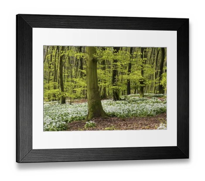 Framed Print : Wild garlic (Allium ursinum) in bloom in a beech forest in spring Framed Print : Wild garlic (Allium ursinum) in bloom in a beech forest in spring