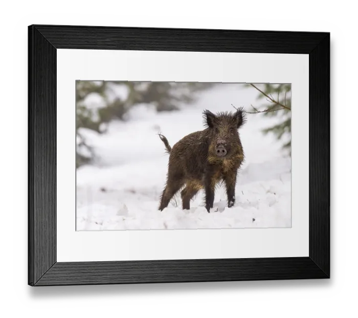 Framed Print : Wild boar (Sus scrofa) in the snow Framed Print : Wild boar (Sus scrofa) in the snow