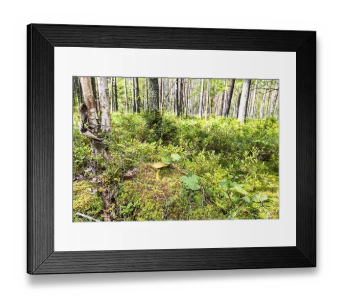 Framed Print : Edible mushroom with brown cap in the moss at the northen forest