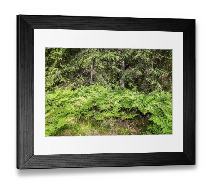 Framed Print : Deep forest with spruce trees and fern in summer day