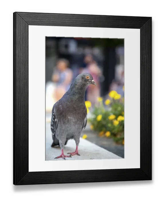 Framed Print : Dove. A free dove walking along the street