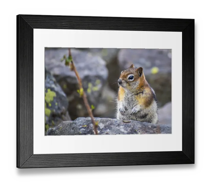 Framed Print : A cute little chipmunk strolling around the beautiful preserve park Framed Print : A cute little chipmunk strolling around the beautiful preserve park