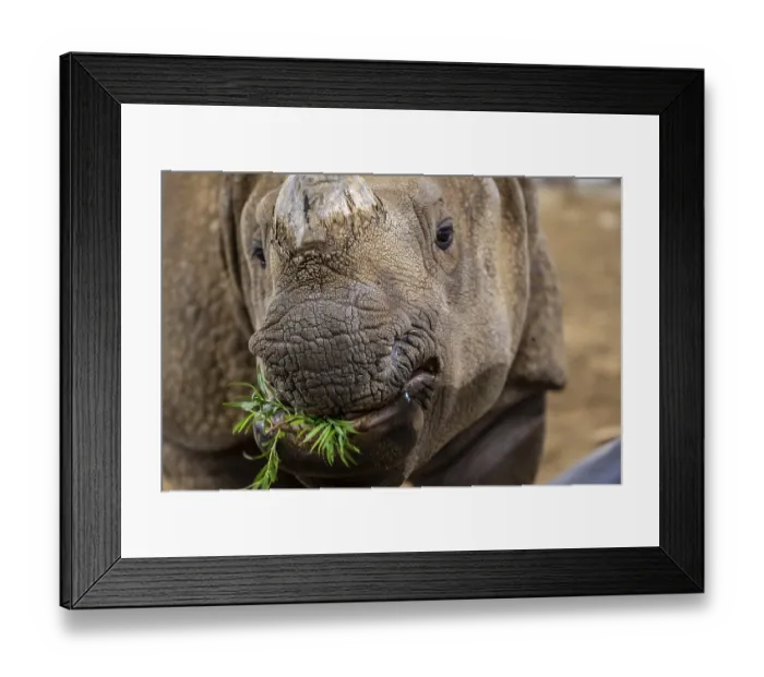 Framed Print : A greater one-horned rhinoceros chilling around the preserve park