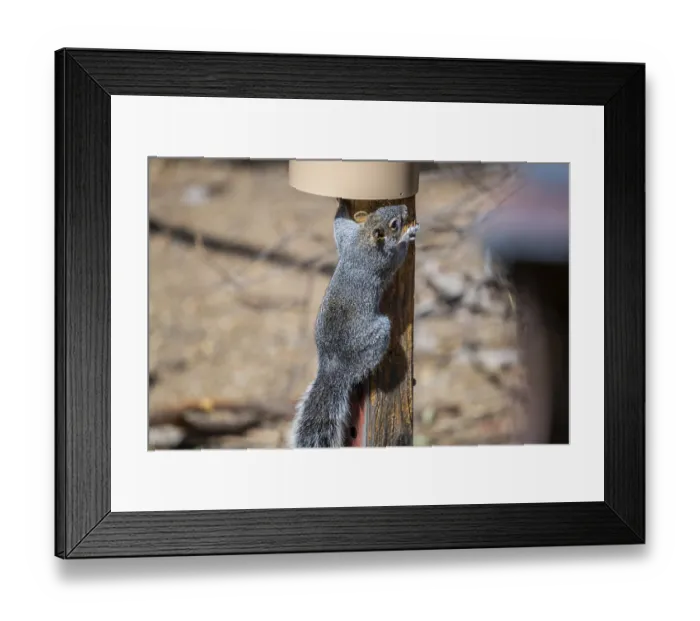 Framed Print : A squirrel strolling around the protected area of park Framed Print : A squirrel strolling around the protected area of park