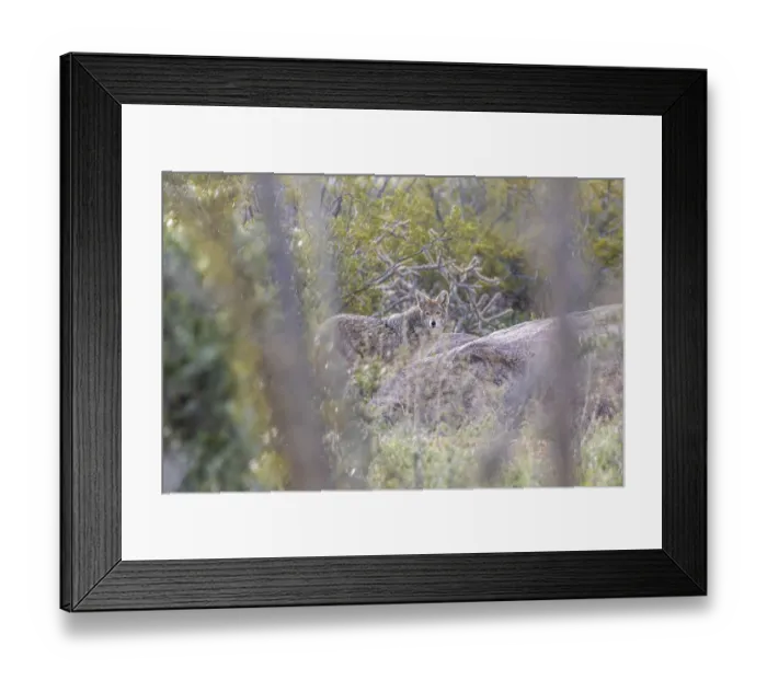 Framed Print : A subspecies of the gray wolf, commonly referred to as