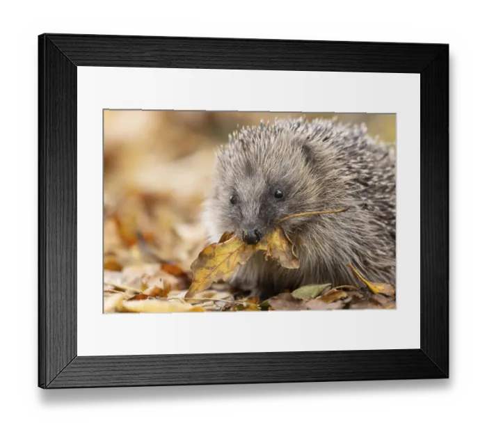Framed Print : European hedgehog (Erinaceus europaeus)