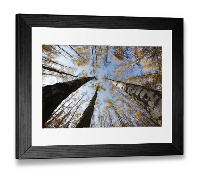 Framed Print : Autumn sky in birch forest with wide angle lens