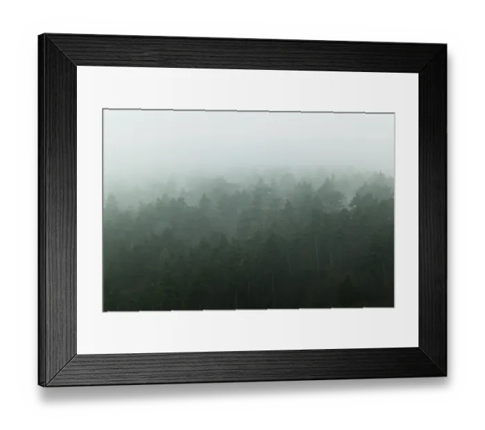 Framed Print : Pine forest on hill side covered in deep fog