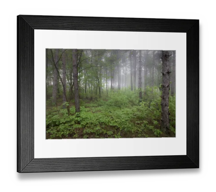 Framed Print : View inside of the foggy forest on the trees