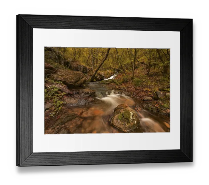 Framed Print : A wild forest with trees and a river Framed Print : A wild forest with trees and a river