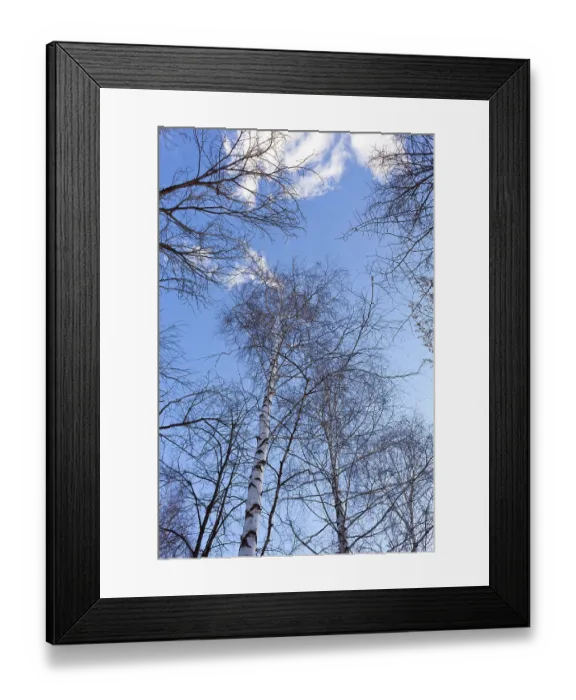 Framed Print : Tall trees in the forest against blue sky background Framed Print : Tall trees in the forest against blue sky background