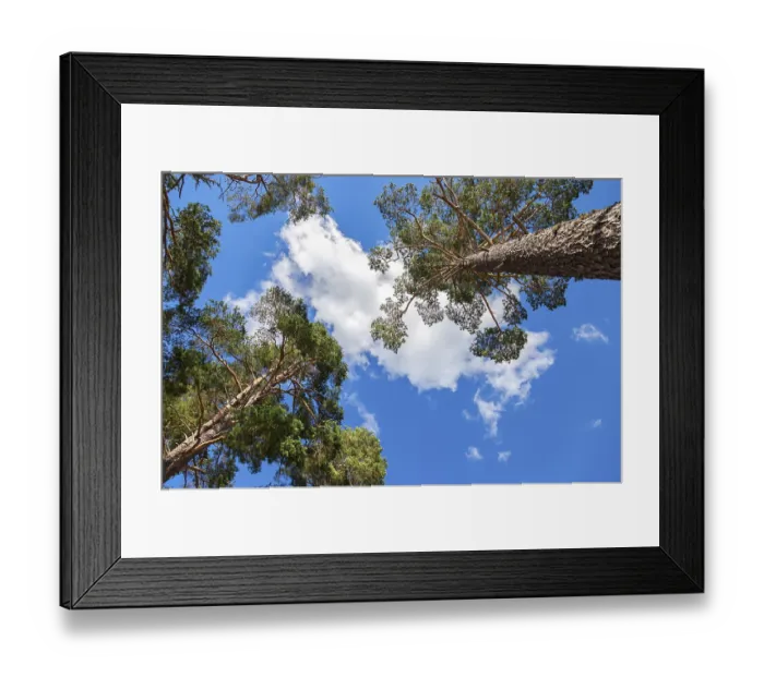 Framed Print : Crowns of tall pine trees above his head in the forest against blue sky