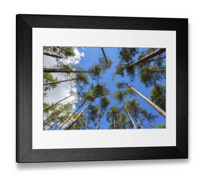 Framed Print : Crowns of tall pine trees above his head in the forest against a blue sky Framed Print : Crowns of tall pine trees above his head in the forest against a blue sky
