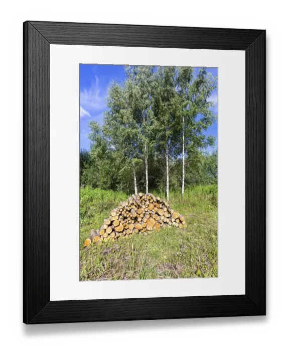 Framed Print : Pile of raw wood logs at the forest in summertime against the birch trees Framed Print : Pile of raw wood logs at the forest in summertime against the birch trees