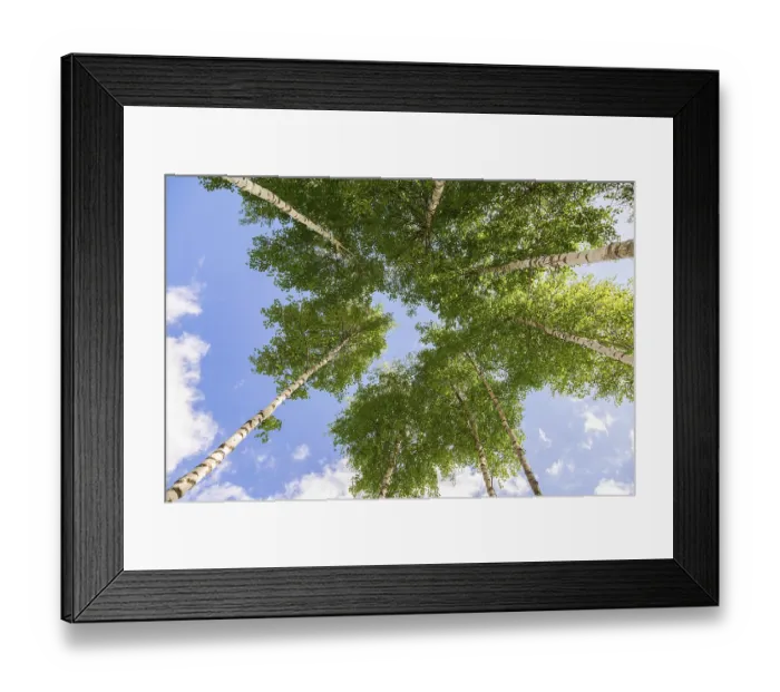 Framed Print : Crowns of tall birch trees above his head in the forest against a blue sky Framed Print : Crowns of tall birch trees above his head in the forest against a blue sky