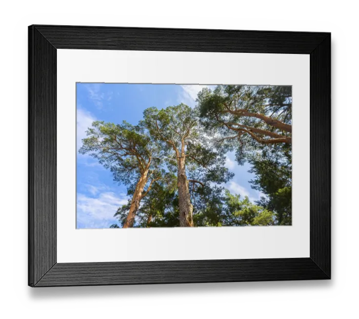 Framed Print : Crowns of tall pine trees above his head in the forest against a blue sky Framed Print : Crowns of tall pine trees above his head in the forest against a blue sky