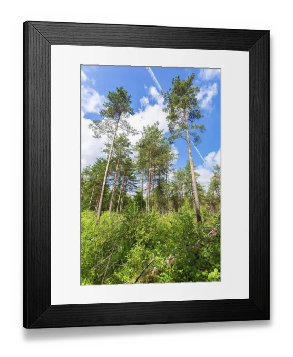 Framed Print : Forest with high pine trees in a beautiful summer sunny day against the blue sky and clouds Framed Print : Forest with high pine trees in a beautiful summer sunny day against the blue sky and clouds
