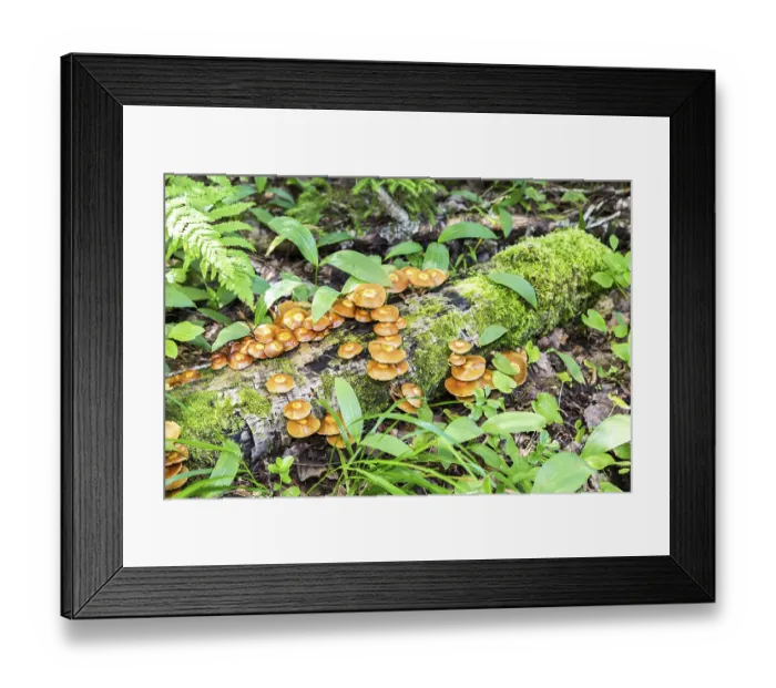 Framed Print : Wild yellow mushrooms growing on the old birch in the forest