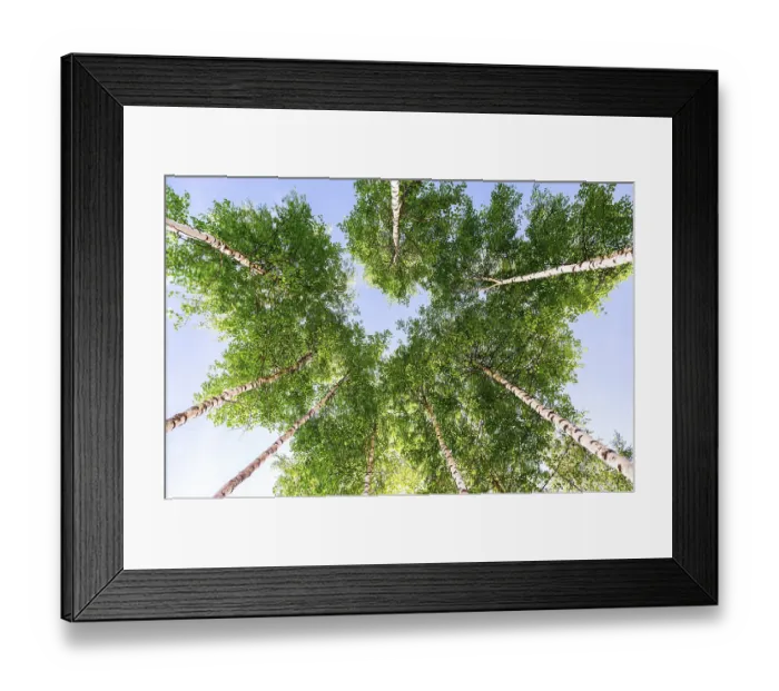 Framed Print : Crowns of tall birch trees in the forest against a blue sky