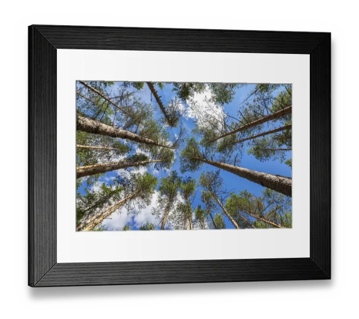 Framed Print : Crowns of tall pine trees in the forest against a blue sky in sunny day
