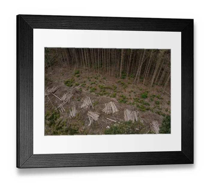 Framed Print : Climate change is fueling the death of spruce and pine forests in Germany Framed Print : Climate change is fueling the death of spruce and pine forests in Germany