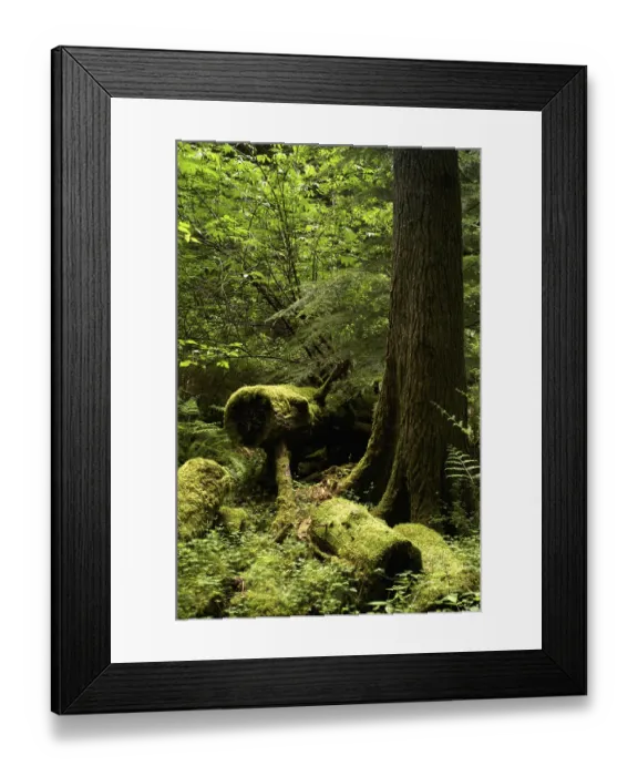 Framed Print : USA, Washington, Orcas Island, Moran State Park Framed Print : USA, Washington, Orcas Island, Moran State Park