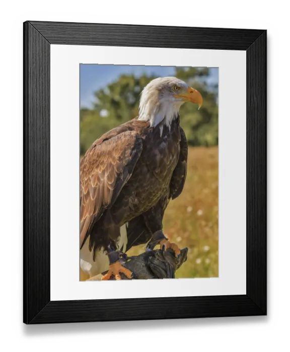 Framed Print : American Bald Eagle (Haliaeetus leucocephalus) Framed Print : American Bald Eagle (Haliaeetus leucocephalus)