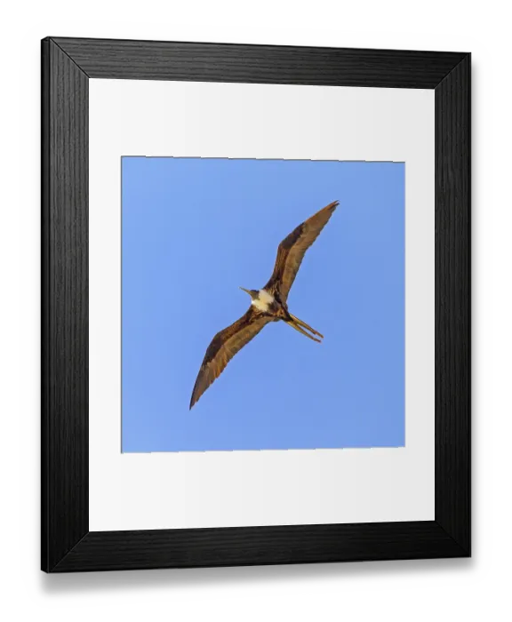 Framed Print : Frigate Bird (Fregatidae) In Flight Yucatan Mexico