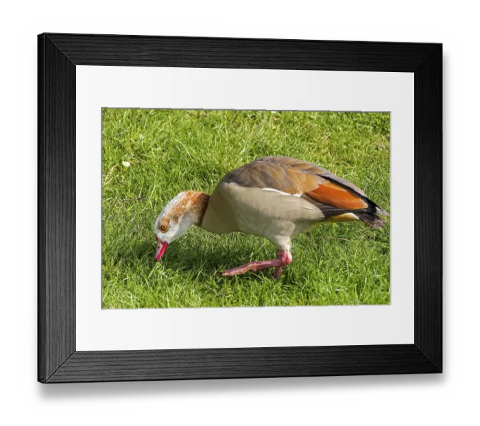 Framed Print : Egyption Goose (Alopochen aegyptiacus) Sonning UK