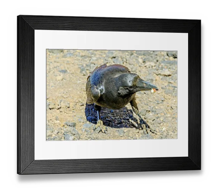 Framed Print : Raven At Caldera de Taburiente La Palma Spain Framed Print : Raven At Caldera de Taburiente La Palma Spain