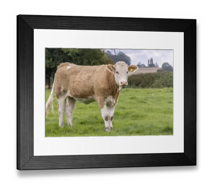 Framed Print : Young Simmental Cow Berkshire UK Framed Print : Young Simmental Cow Berkshire UK