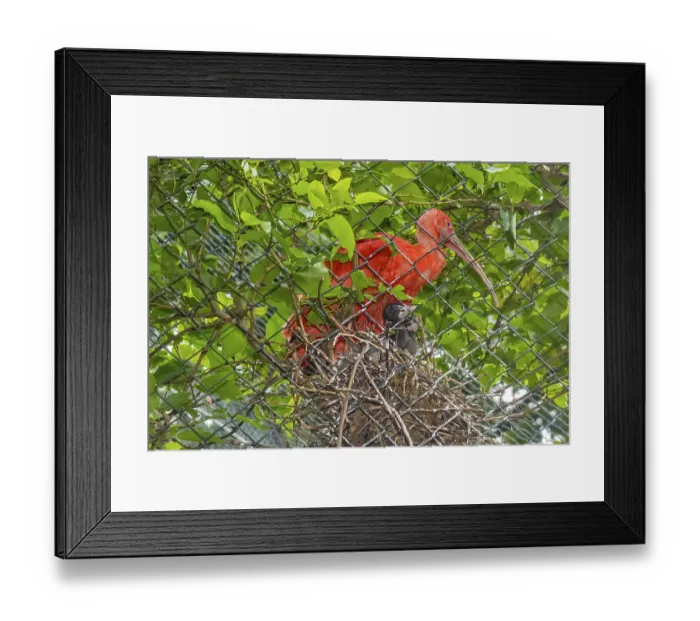 Framed Print : Scarlet Ibis (eudocimus ruber) Breeding In Captivity Belem Brazil