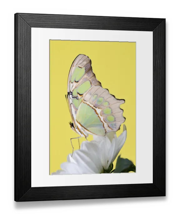 Framed Print : Tropical butterfly sitting on the flower over yellow background