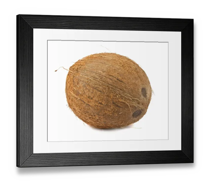 Framed Print : Single brown coconut isolated on white background Framed Print : Single brown coconut isolated on white background