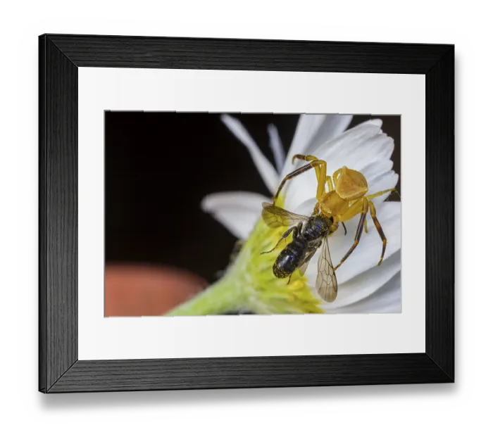 Framed Print : Yellow spider hunt and eat a bee on a flower Framed Print : Yellow spider hunt and eat a bee on a flower