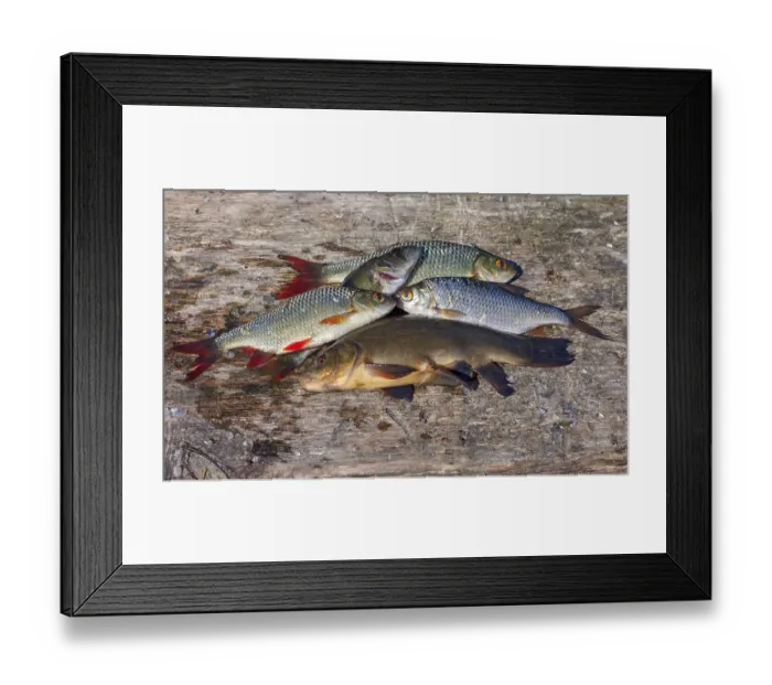 Framed Print : Raw freshwater fish on old wooden board