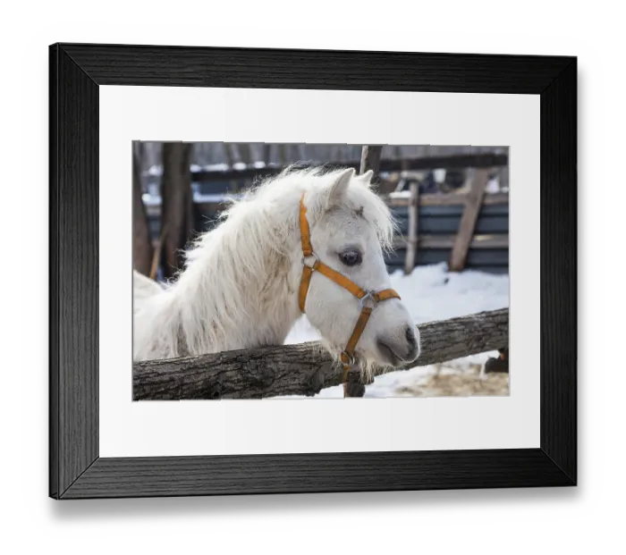 Framed Print : Head of a beautiful young horse at the farm