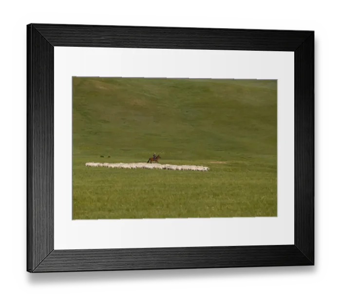 Framed Print : Herd grazing in the Mongolian grassland