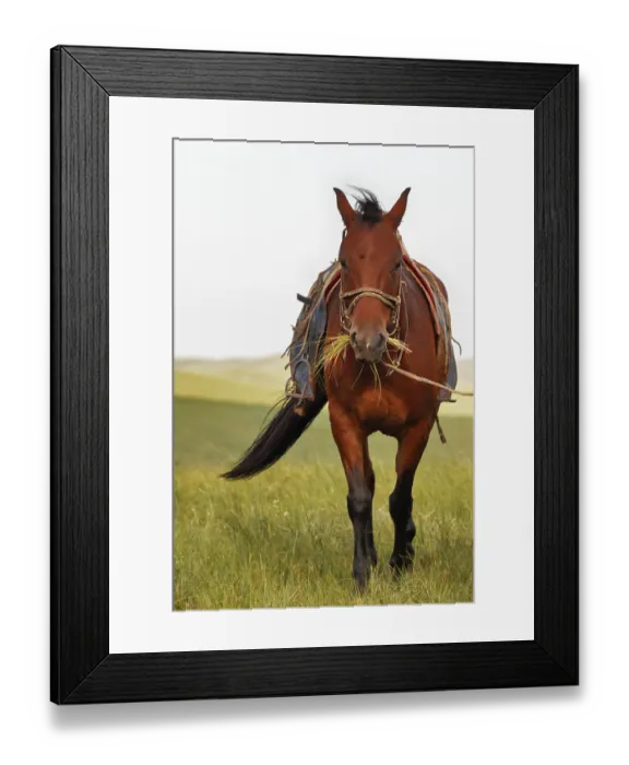 Framed Print : Mongolian Horses in the steppes of Mongolia