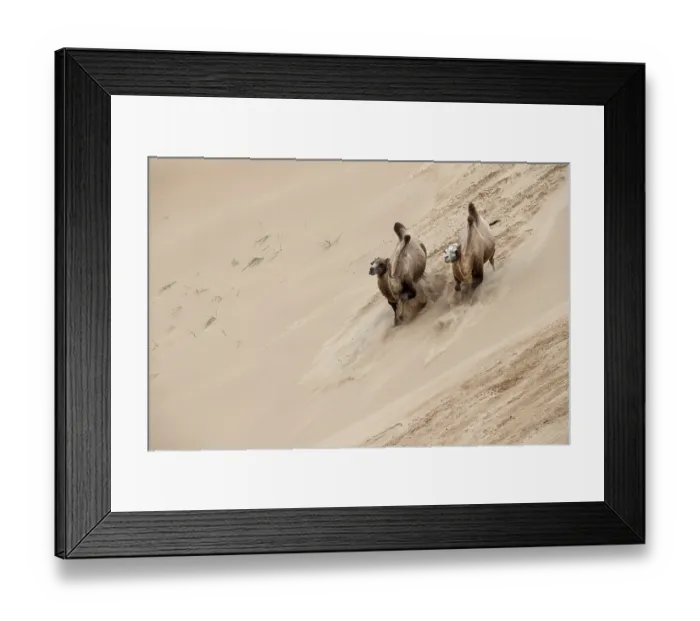 Framed Print : Double hump camels (Bactrian Camels) in grassland of Mongolia are endangered species