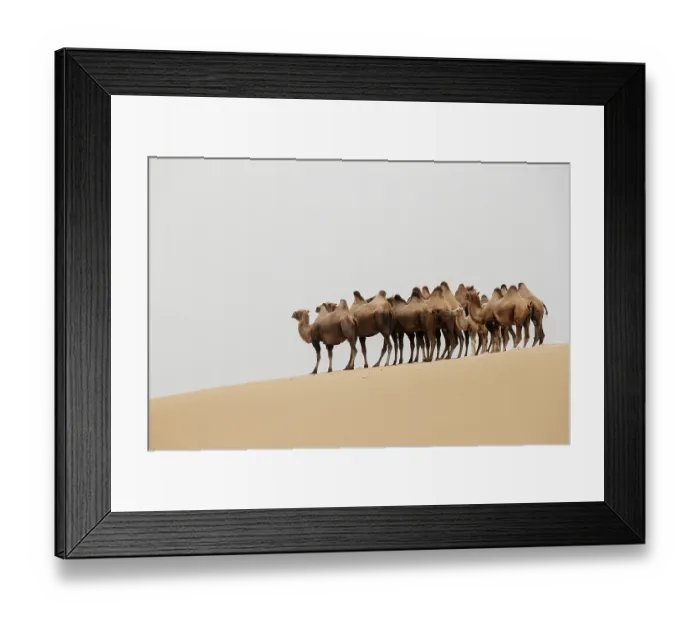 Framed Print : Double hump camels (Bactrian Camels) in grassland of Mongolia are in danger