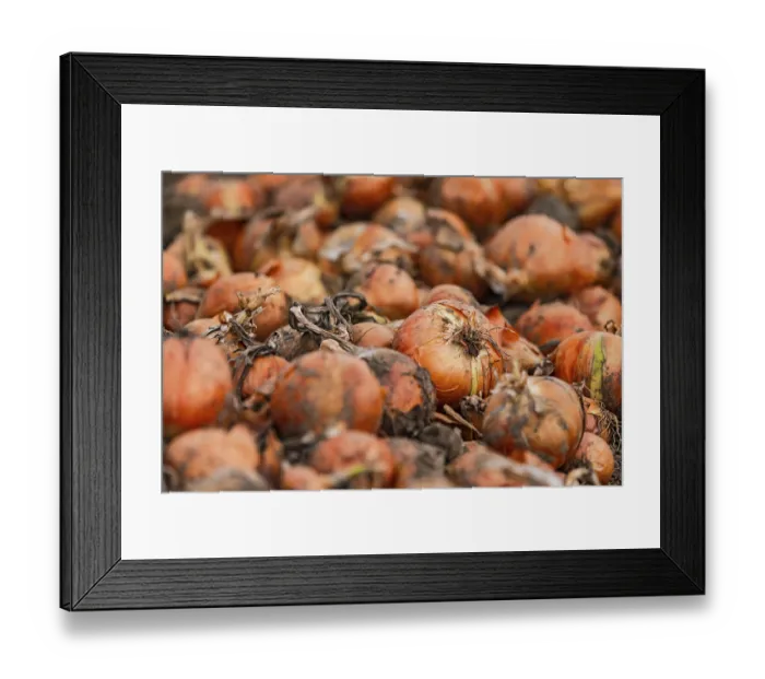 Framed Print : Close-up of onions in the field during onion harvest in autumn Framed Print : Close-up of onions in the field during onion harvest in autumn