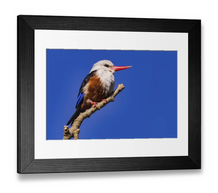 Framed Print : A colorful kingfisher of the species gray-headed kingfisher sits wild on a branch on the island of Santiago Framed Print : A colorful kingfisher of the species gray-headed kingfisher sits wild on a branch on the island of Santiago