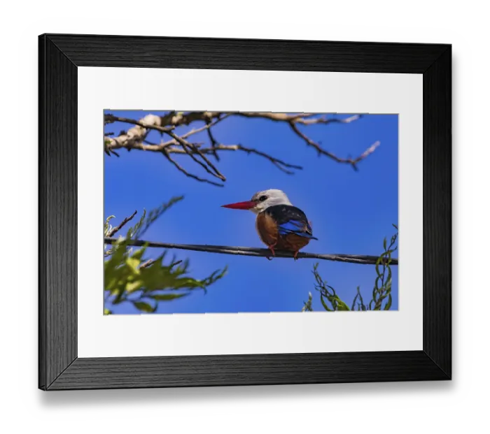 Framed Print : A beautiful kingfisher with a long red beak sits attentively on a power cable