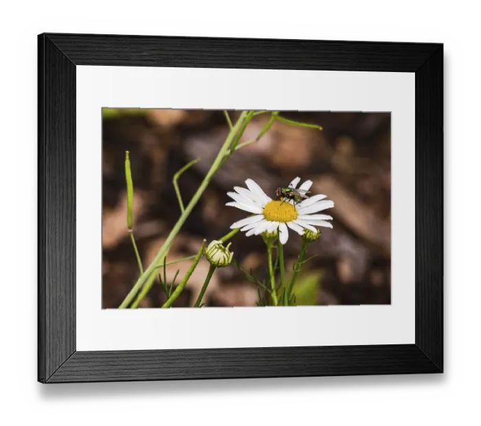 Framed Print : The striking white flower of a daisy with two flies isolated against green leaves and brown ground